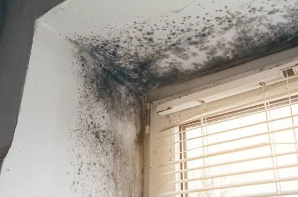 Affordable Attic Mold Remediation solutions in Fort Knox, KY
